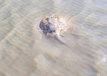 Preocupa el aumento de picaduras de rayas en Encarnación