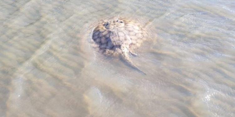 Preocupa el aumento de picaduras de rayas en Encarnación