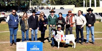 Raza Dorper alcanza un crecimiento histórico en 2025 con un aumento del 180% en ventas