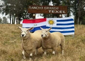 Récord Histórico para la Raza Texel en Paraguay