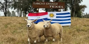 Récord Histórico para la Raza Texel en Paraguay