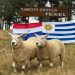 Récord Histórico para la Raza Texel en Paraguay