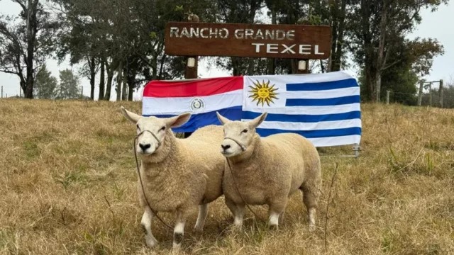 Récord Histórico para la Raza Texel en Paraguay