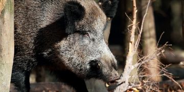 Tras brote de peste porcina en España, Paraguay prohíbe las importaciones