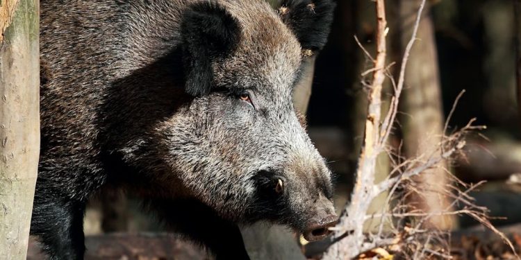 Tras brote de peste porcina en España, Paraguay prohíbe las importaciones