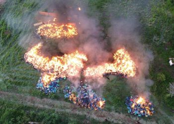 Incineración de histórica incautación de marihuana en Canindeyú
