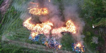 Incineración de histórica incautación de marihuana en Canindeyú
