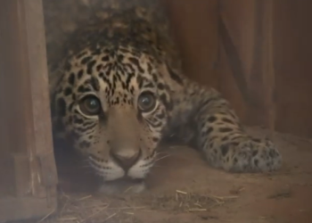 Conservación en marcha: Jerovía, el jaguareté rescatado, inicia una nueva etapa en Itaipú