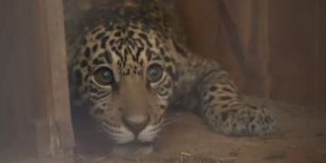 Conservación en marcha: Jerovía, el jaguareté rescatado, inicia una nueva etapa en Itaipú