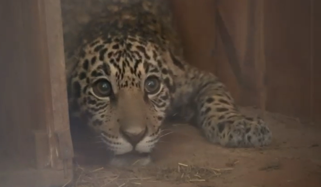 Conservación en marcha: Jerovía, el jaguareté rescatado, inicia una nueva etapa en Itaipú