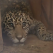 Conservación en marcha: Jerovía, el jaguareté rescatado, inicia una nueva etapa en Itaipú