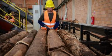 Exportaciones forestales alcanzan récord histórico en Paraguay