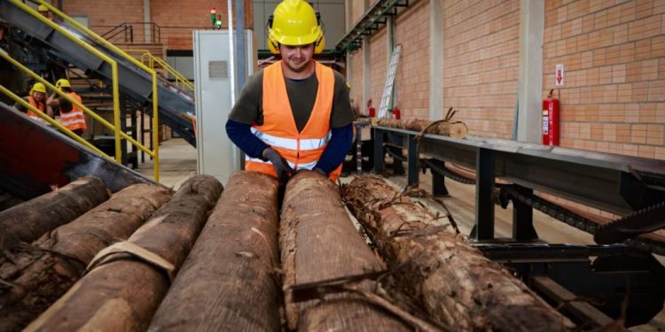 Exportaciones forestales alcanzan récord histórico en Paraguay