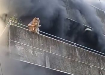 Mujer arriesga su vida para rescatar a sus perros durante un incendio