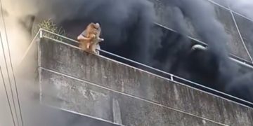 Mujer arriesga su vida para rescatar a sus perros durante un incendio