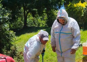 Operario de 70 años sobrevive a 100 picaduras de abejas