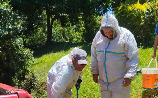 Operario de 70 años sobrevive a 100 picaduras de abejas