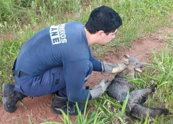 Rescatan a una «aguara’i» en Guarambaré