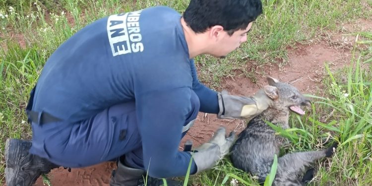 Rescatan a una «aguara’i» en Guarambaré