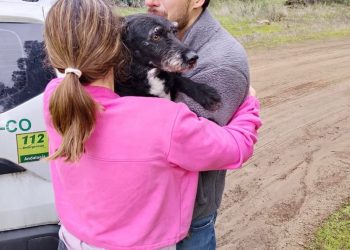Rescatan a Boro, el perro perdido tras la tragedia ferroviaria en España