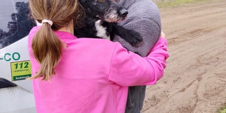 Rescatan a Boro, el perro perdido tras la tragedia ferroviaria en España