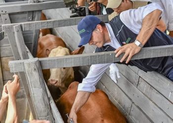 UPISA y Cooperativa Colonias Unidas consiguen que su ganado menor sea declarado libres de aftosa
