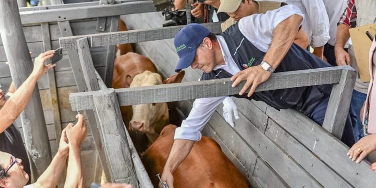 UPISA y Cooperativa Colonias Unidas consiguen que su ganado menor sea declarado libres de aftosa