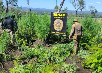 Erradican unas 15 toneladas de marihuana en Bella Vista Norte
