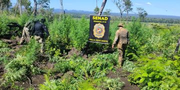 Erradican unas 15 toneladas de marihuana en Bella Vista Norte