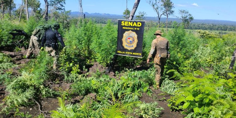 Erradican unas 15 toneladas de marihuana en Bella Vista Norte