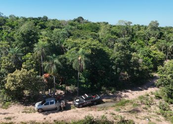 Eliminan 12 toneladas de marihuana en Yby Yaú