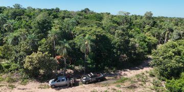 Eliminan 12 toneladas de marihuana en Yby Yaú