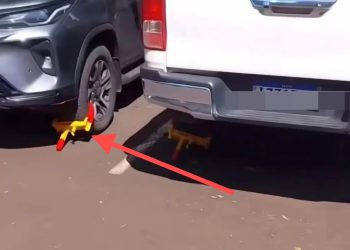 Implementan medida preventiva inédita contra robos de vehículos en estacionamiento de las Cataratas del Iguazú