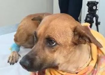 Paraguay lanza el RAGAN, primer Registro Nacional de Agresores de Animales