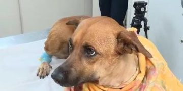 Paraguay lanza el RAGAN, primer Registro Nacional de Agresores de Animales