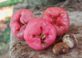 El manzanero chino, una reliquia frutal que florece en Cordillera