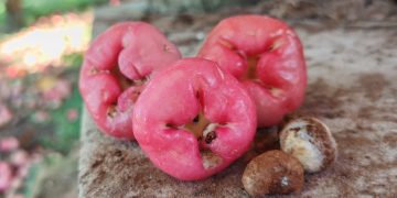 El manzanero chino, una reliquia frutal que florece en Cordillera