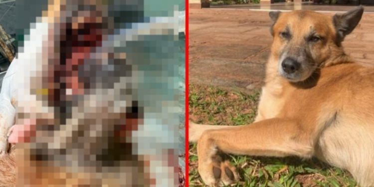 Caaguazú: perro murió por la explosión de un cebollón en su hocico