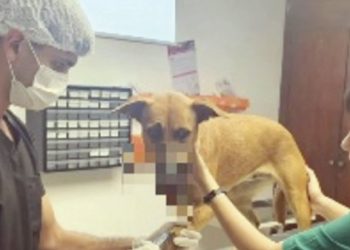 Defensa Animal investiga de oficio caso de perrita herida por explosión de petardo
