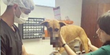 Defensa Animal investiga de oficio caso de perrita herida por explosión de petardo