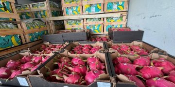 Paraguay concreta su primera exportación de pitahaya a Uruguay