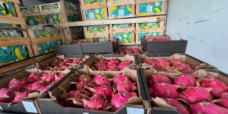 Paraguay concreta su primera exportación de pitahaya a Uruguay