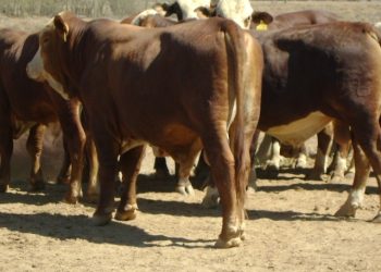 AFD habilita línea de crédito destinada a productores ganaderos