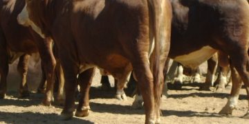 AFD habilita línea de crédito destinada a productores ganaderos