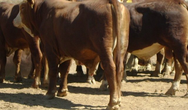 AFD habilita línea de crédito destinada a productores ganaderos