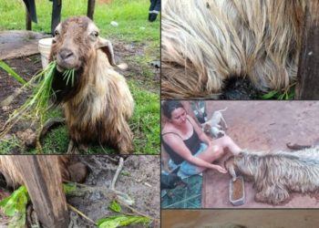 Rescatan a una cabra en grave estado de abandono en Ypané