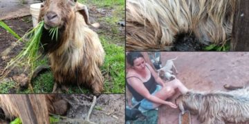 Rescatan a una cabra en grave estado de abandono en Ypané