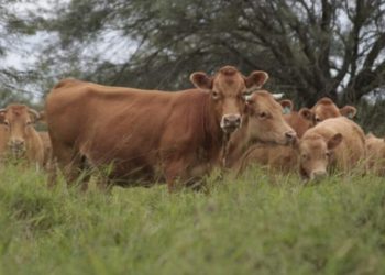 AFD amplía a US$ 10 millones el programa de Retención de Vientres para sostener el ciclo ganadero