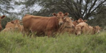 AFD amplía a US$ 10 millones el programa de Retención de Vientres para sostener el ciclo ganadero