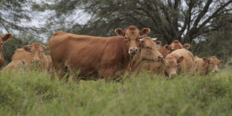AFD amplía a US$ 10 millones el programa de Retención de Vientres para sostener el ciclo ganadero